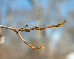 Image of bitternut hickory