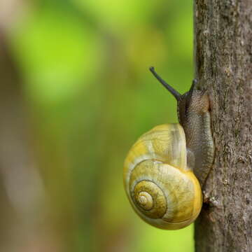 Image of White-lipped banded snail