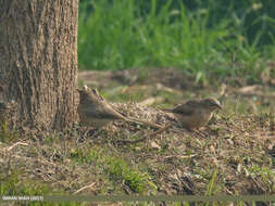 Image of Large Grey Babbler