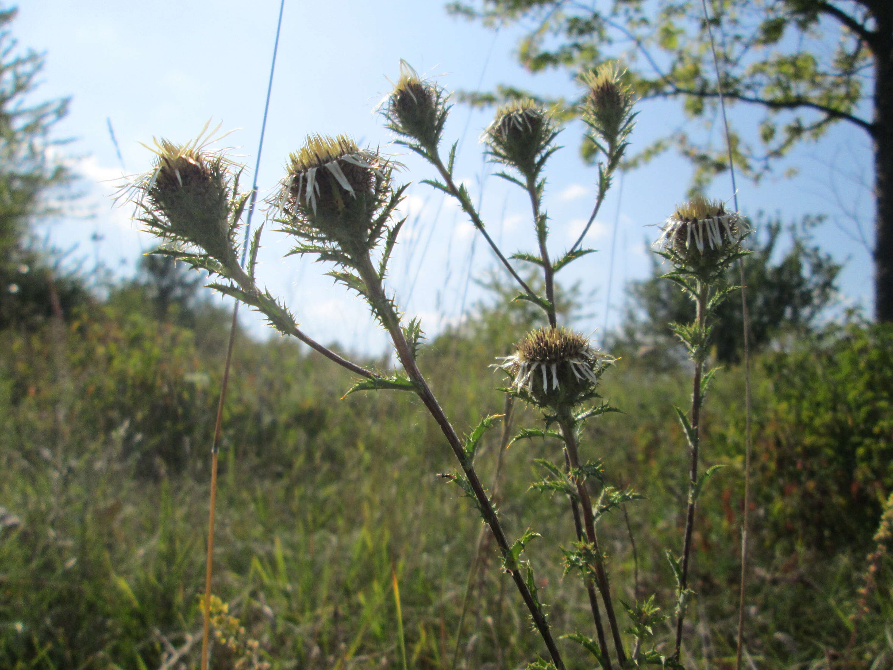 Image of carline thistle