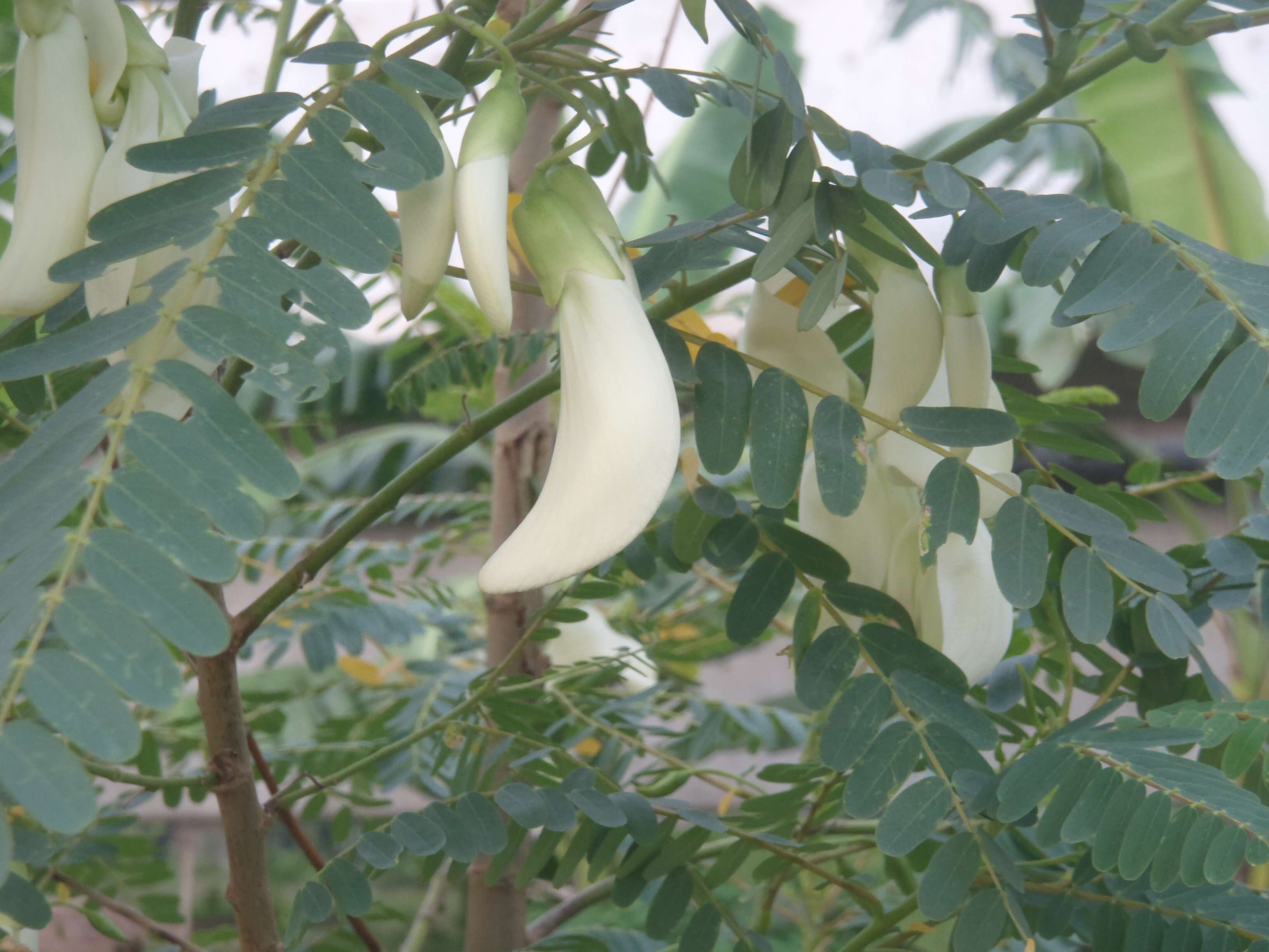 Слика од Sesbania grandiflora (L.) Pers.