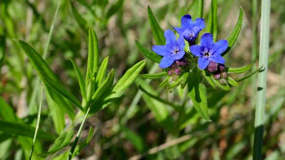 Image of Boraginaceae