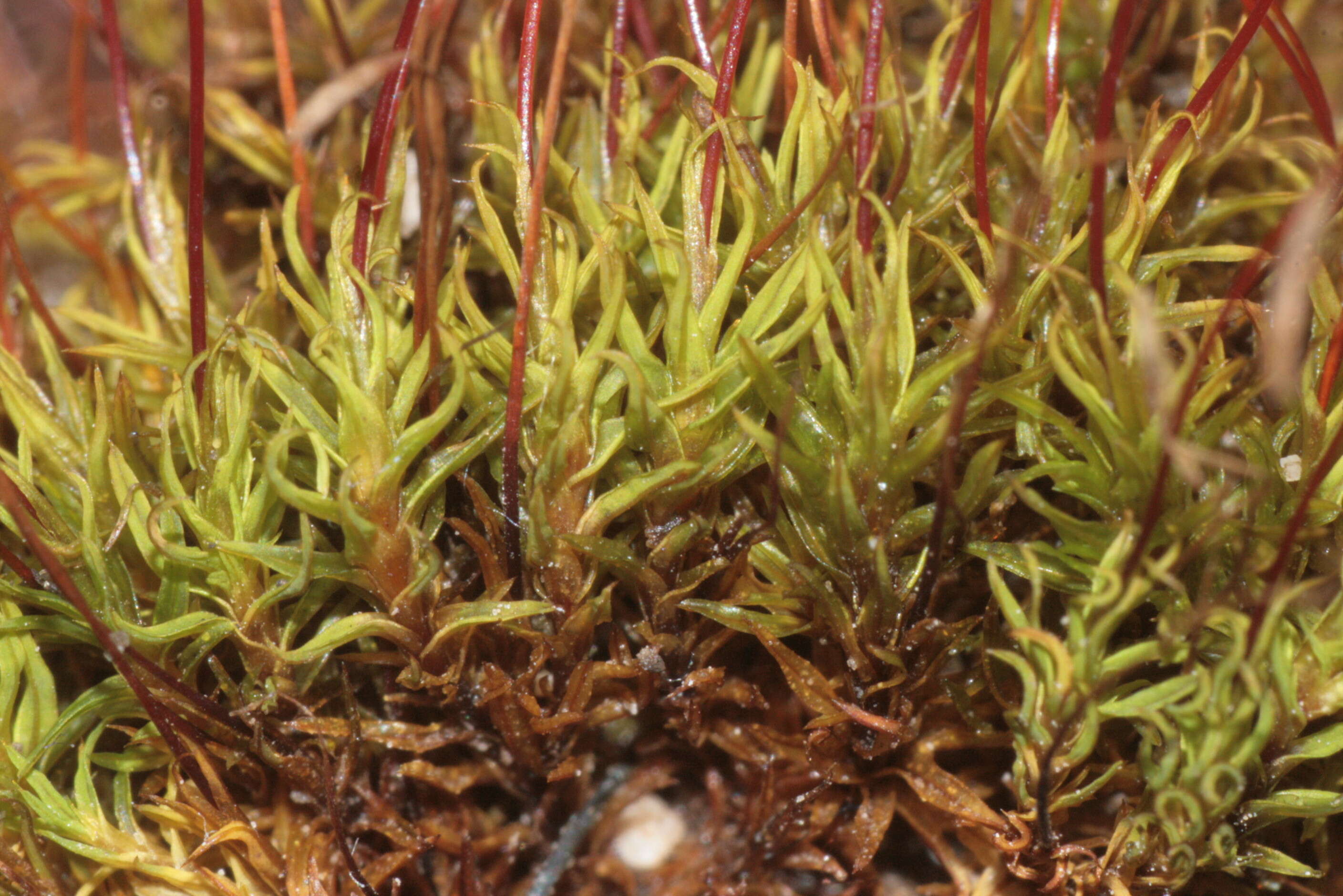 Image of barbula moss