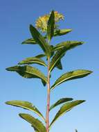 Image of Senecio sarracenicus L.