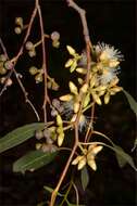 Image of Blakely's Red Gum