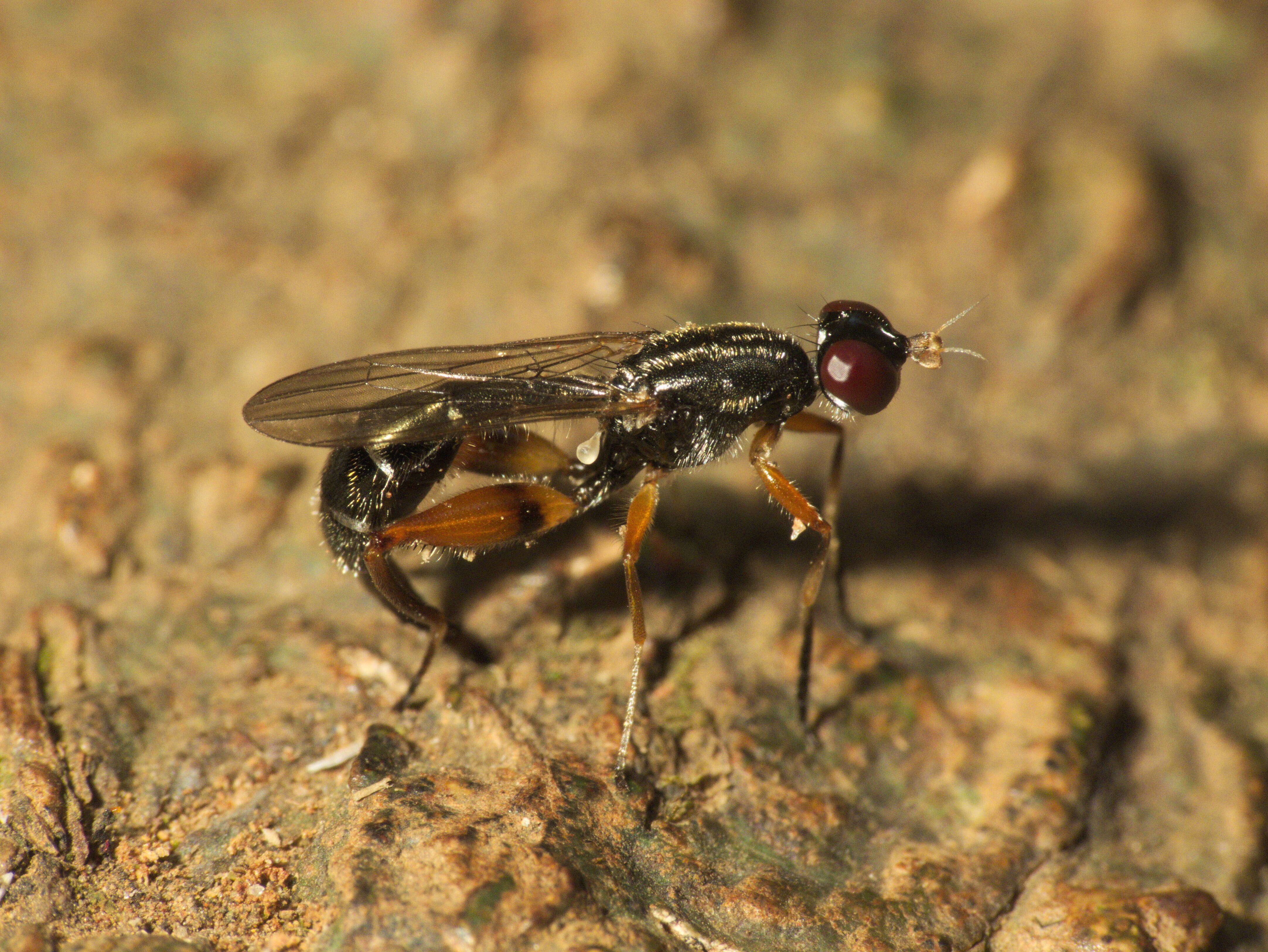 Image of Megamerinidae