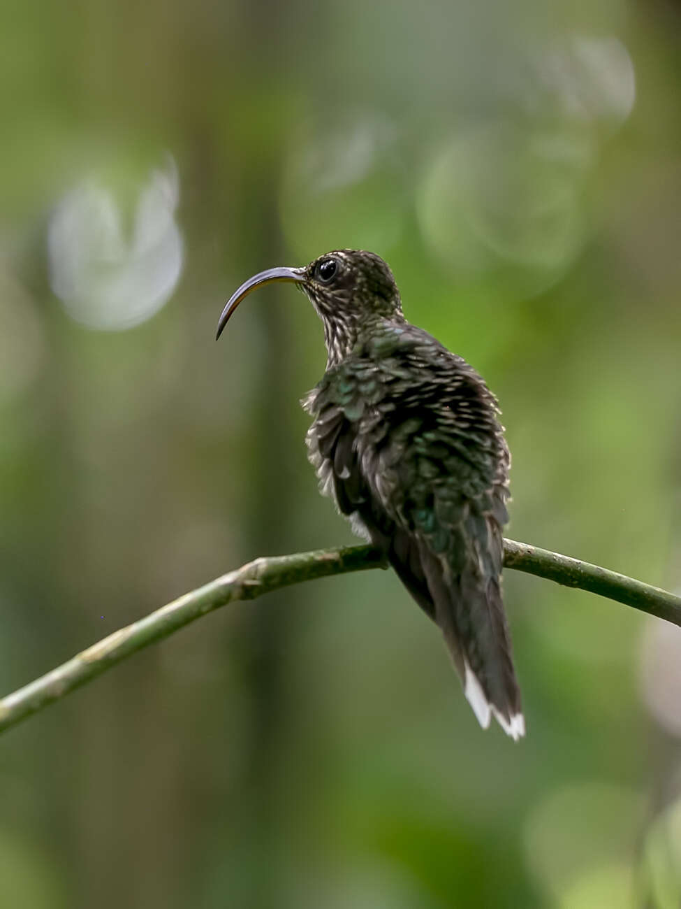 Imagem de beija-flor-bico-de-foice