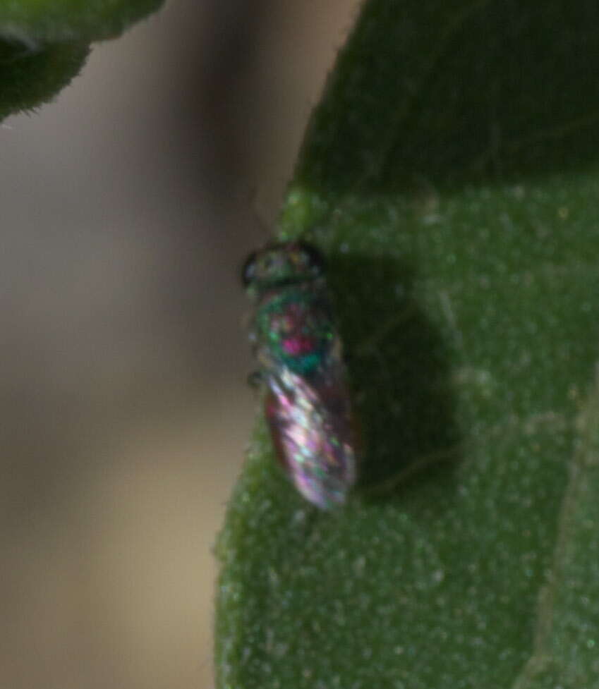 Image of Chrysidoidea