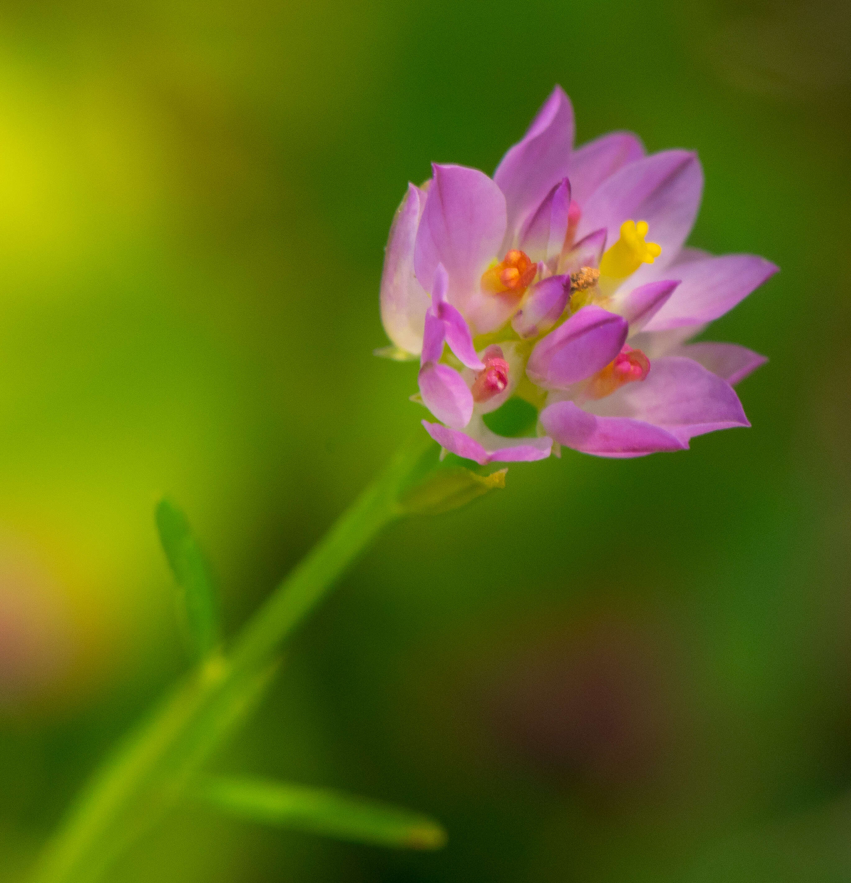 Image of blood milkwort