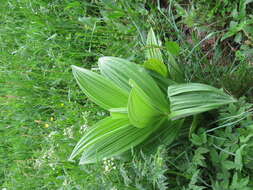 Image of false hellebore