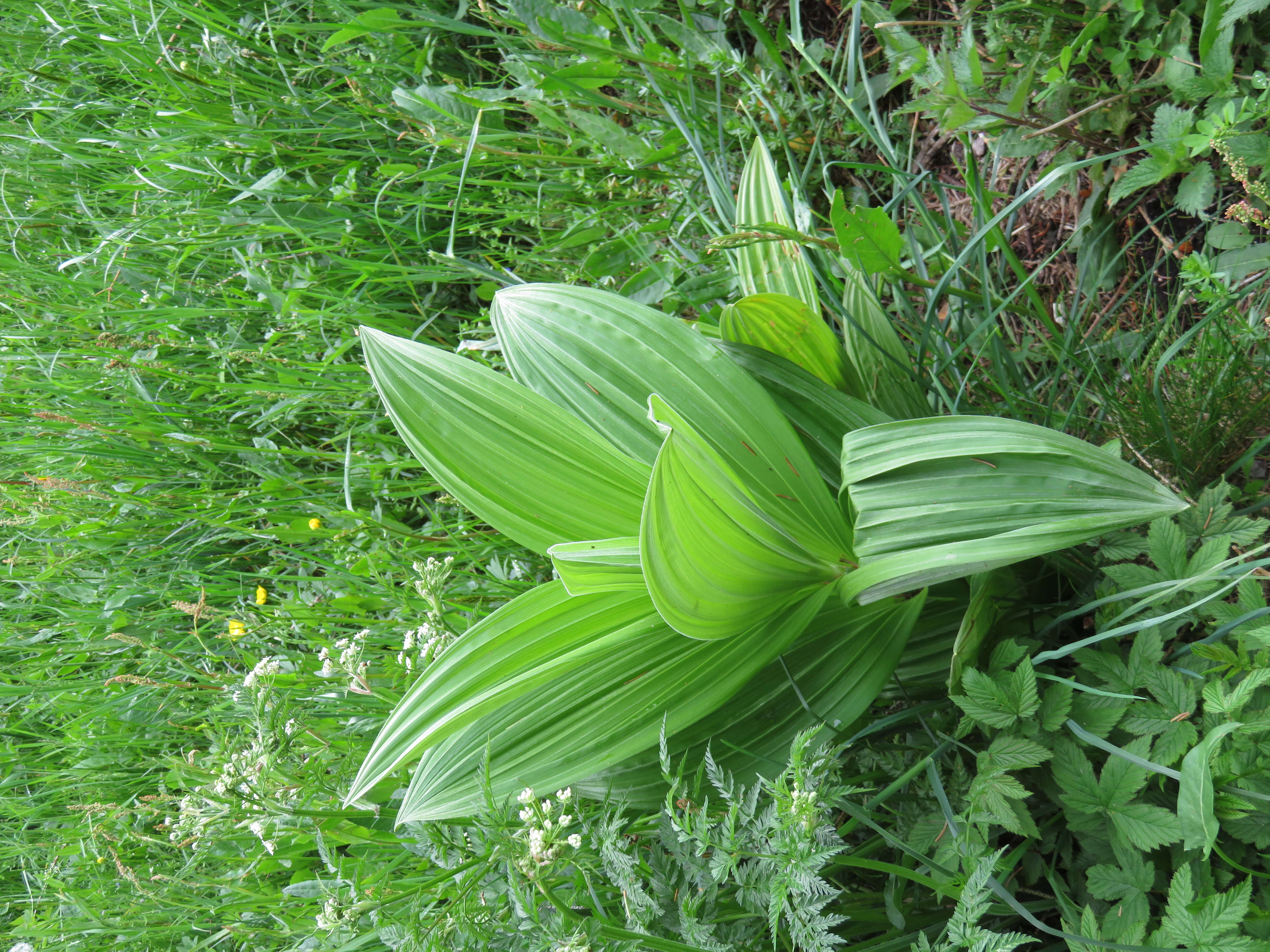 Image of false hellebore