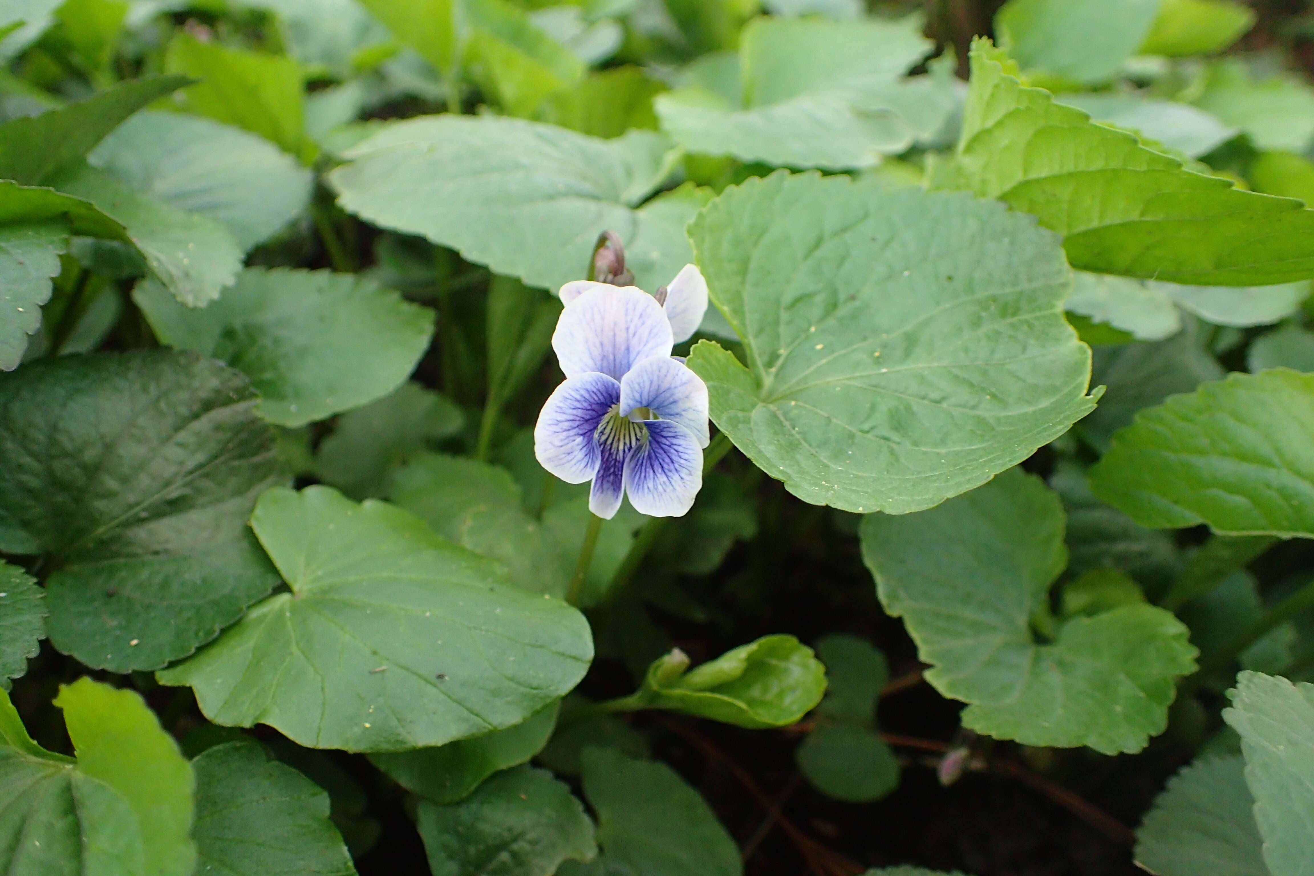 Image of common blue violet