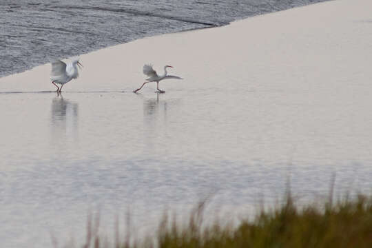 Image of Snowy Egret