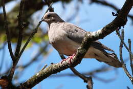 Imagem de Zenaida auriculata (Des Murs 1847)