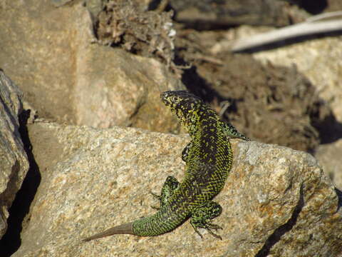 Image of Zapallaren Tree Iguana