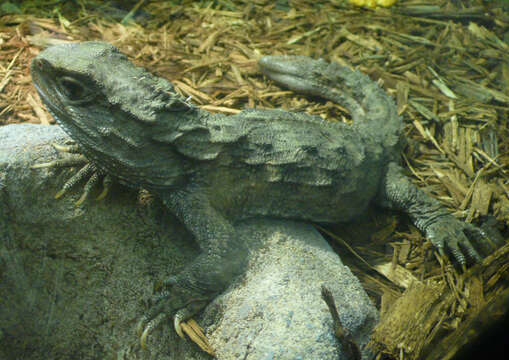 Image of Cook Strait Tuatara