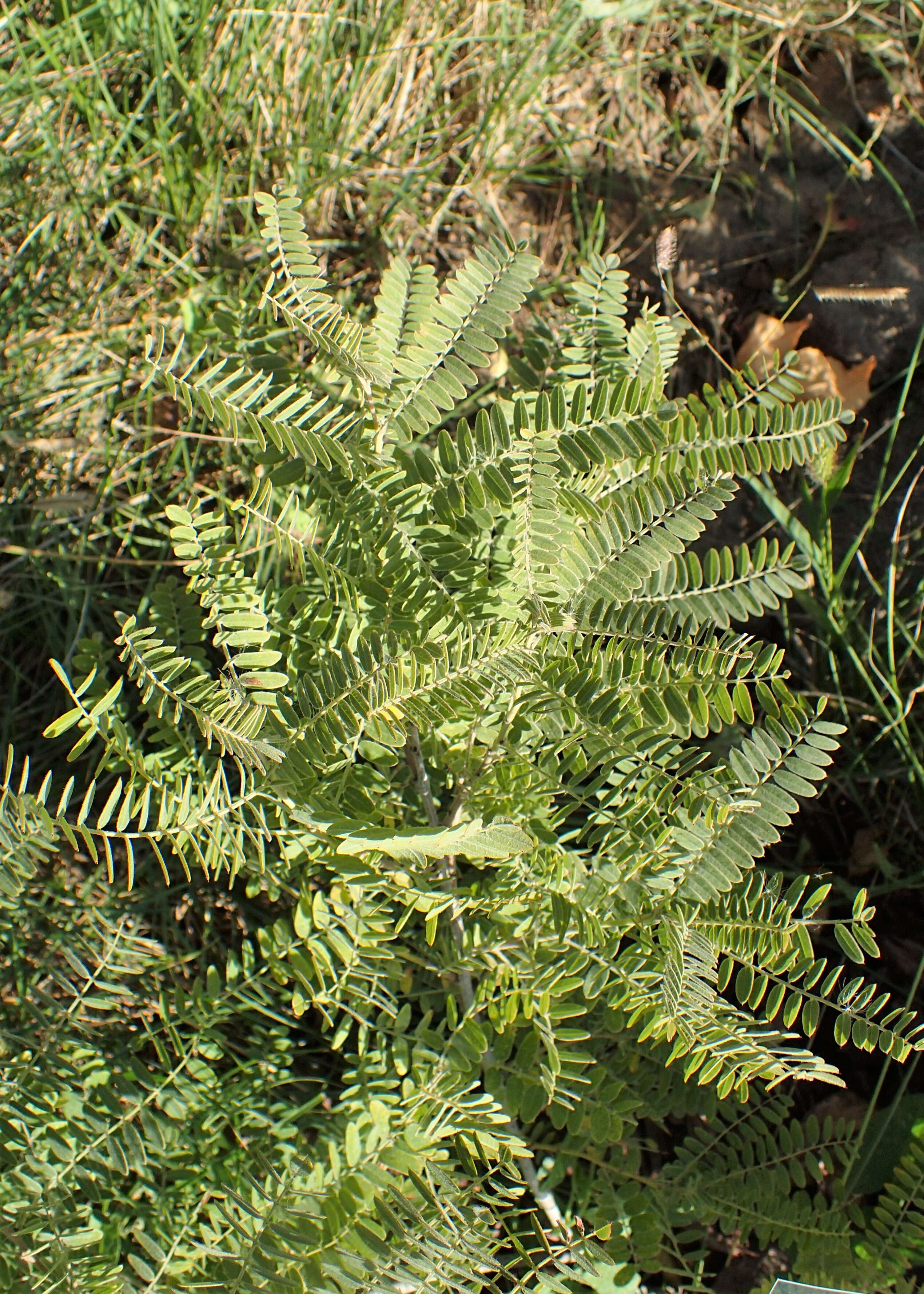 Image of leadplant