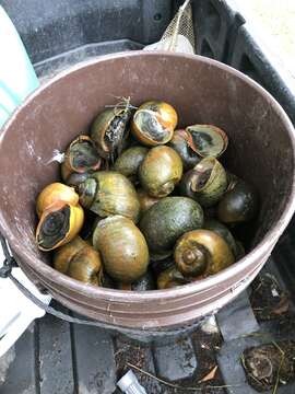 Image of Giant applesnail