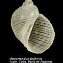 Image of Macromphalus abylensis Warén & Bouchet 1988