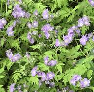 Phacelia bipinnatifida Michx. resmi