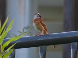 Image of Meadow Bunting