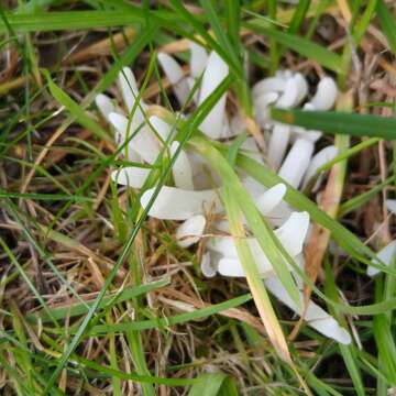 Image of Fairy fingers