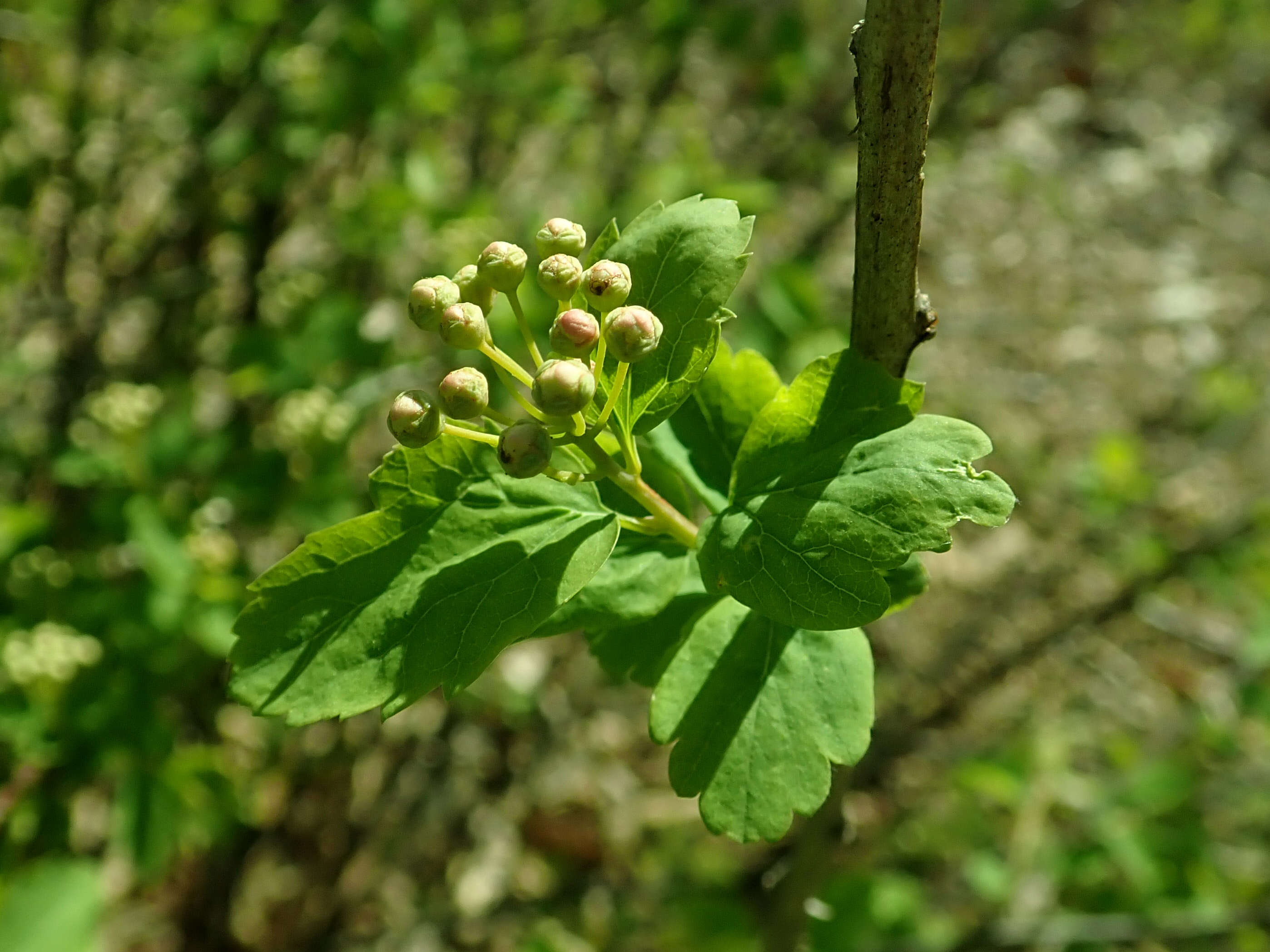 Image of Spiraea nipponica Maxim.