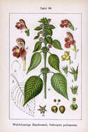 Image of Downy Hemp Nettle