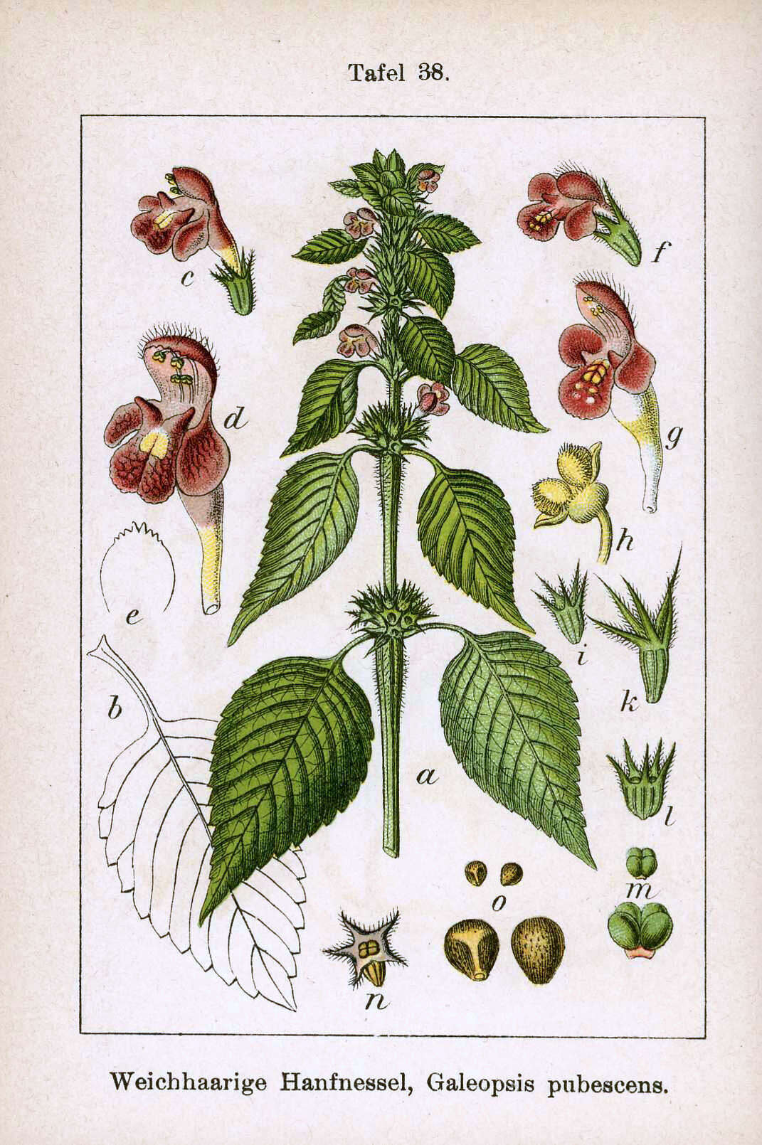 Image of Downy Hemp Nettle