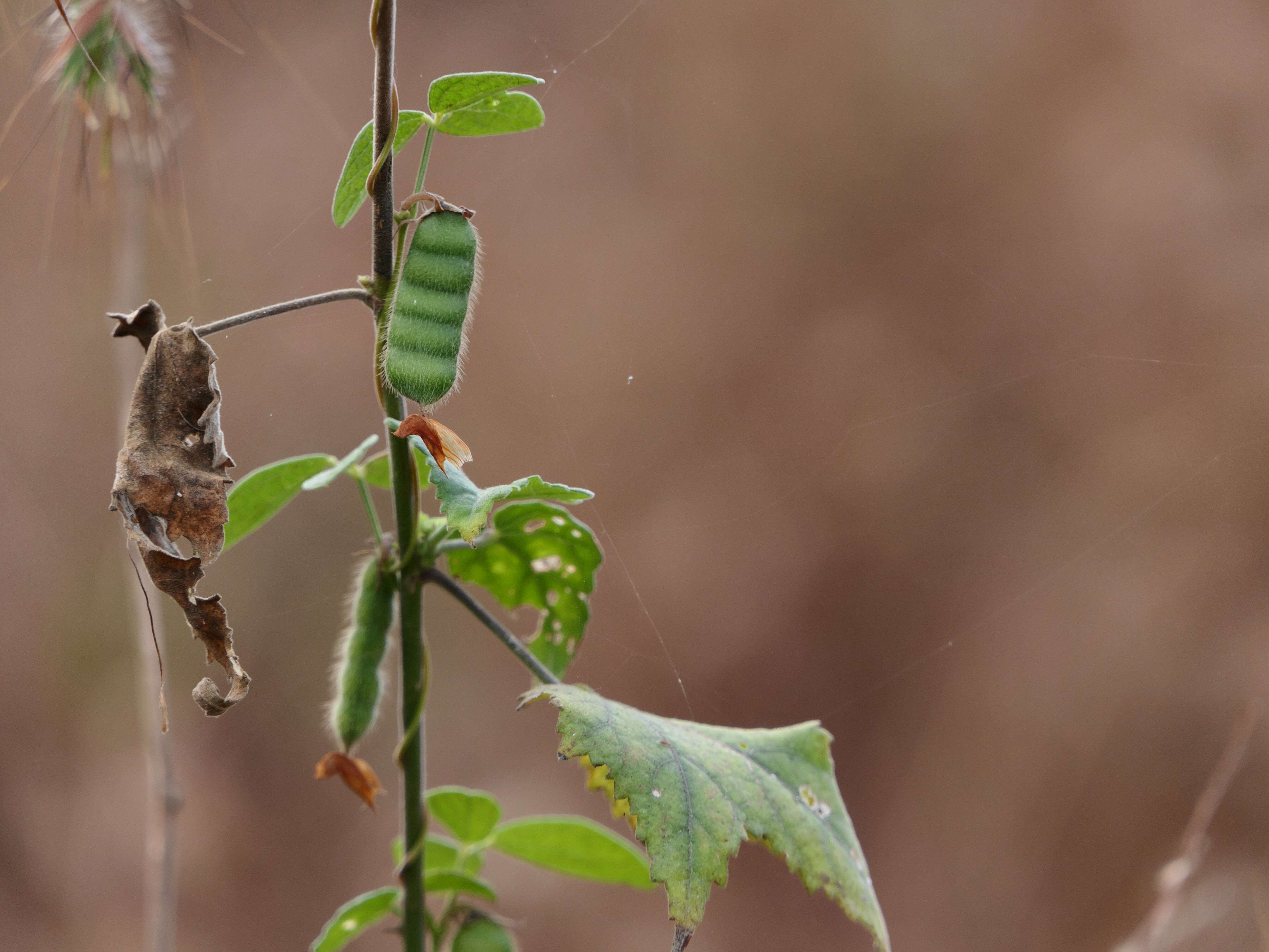 Image of showy pigeonpea