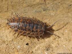 Image of Isopod