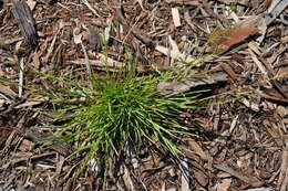 Image of Annual Meadow Grass