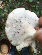 Image de Polypore à sclérote