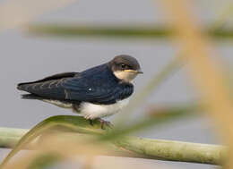 Hirundo smithii Leach 1818 resmi