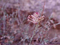 Image of Dyerophytum