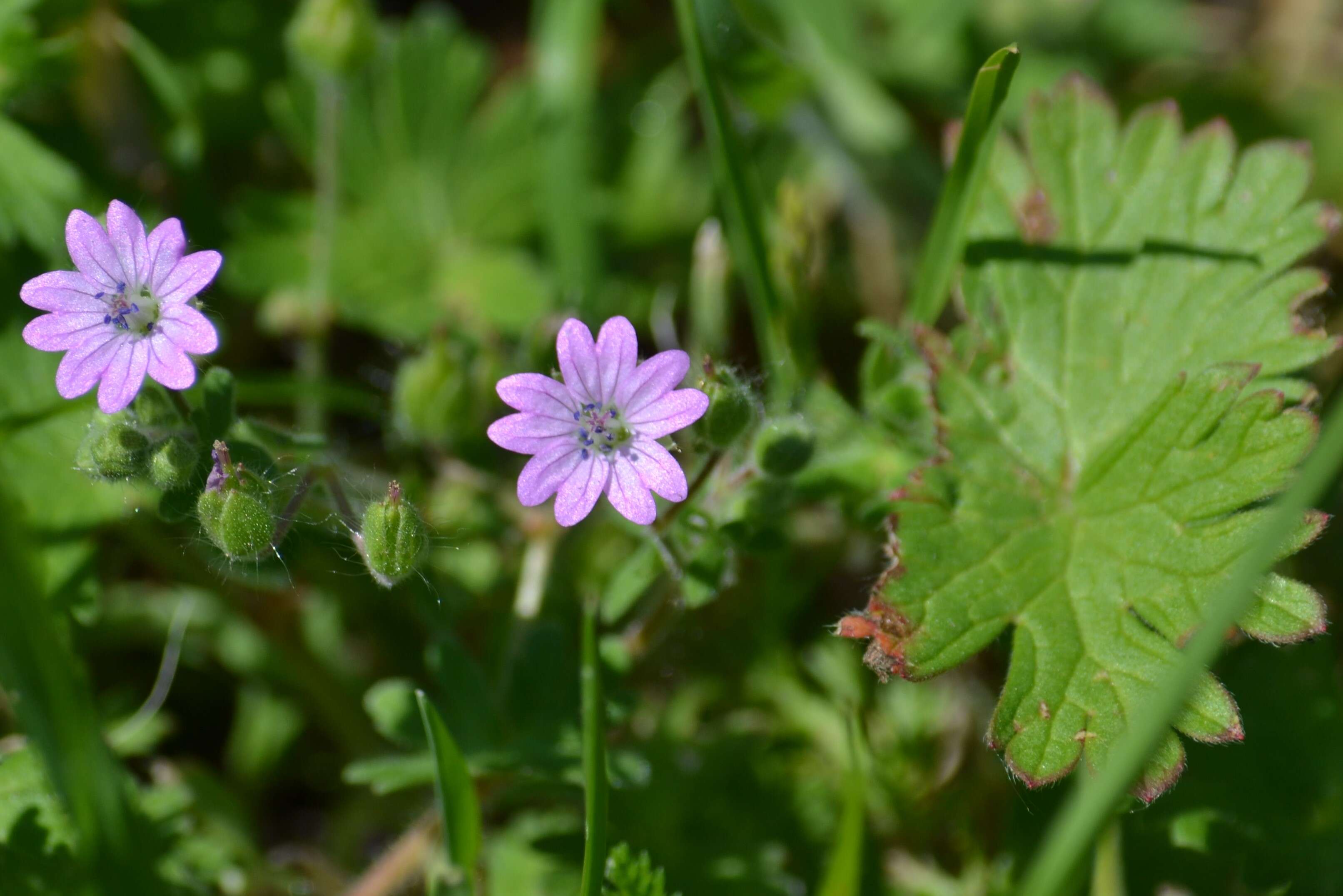 Imagem de Geranium molle L.