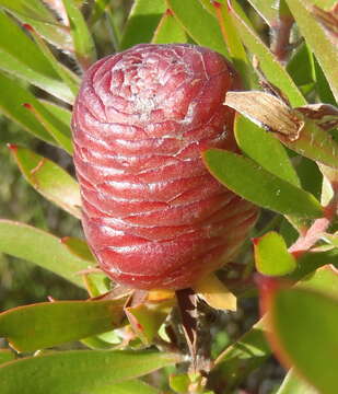 Imagem de Leucadendron conicum (Lam.) I. Williams