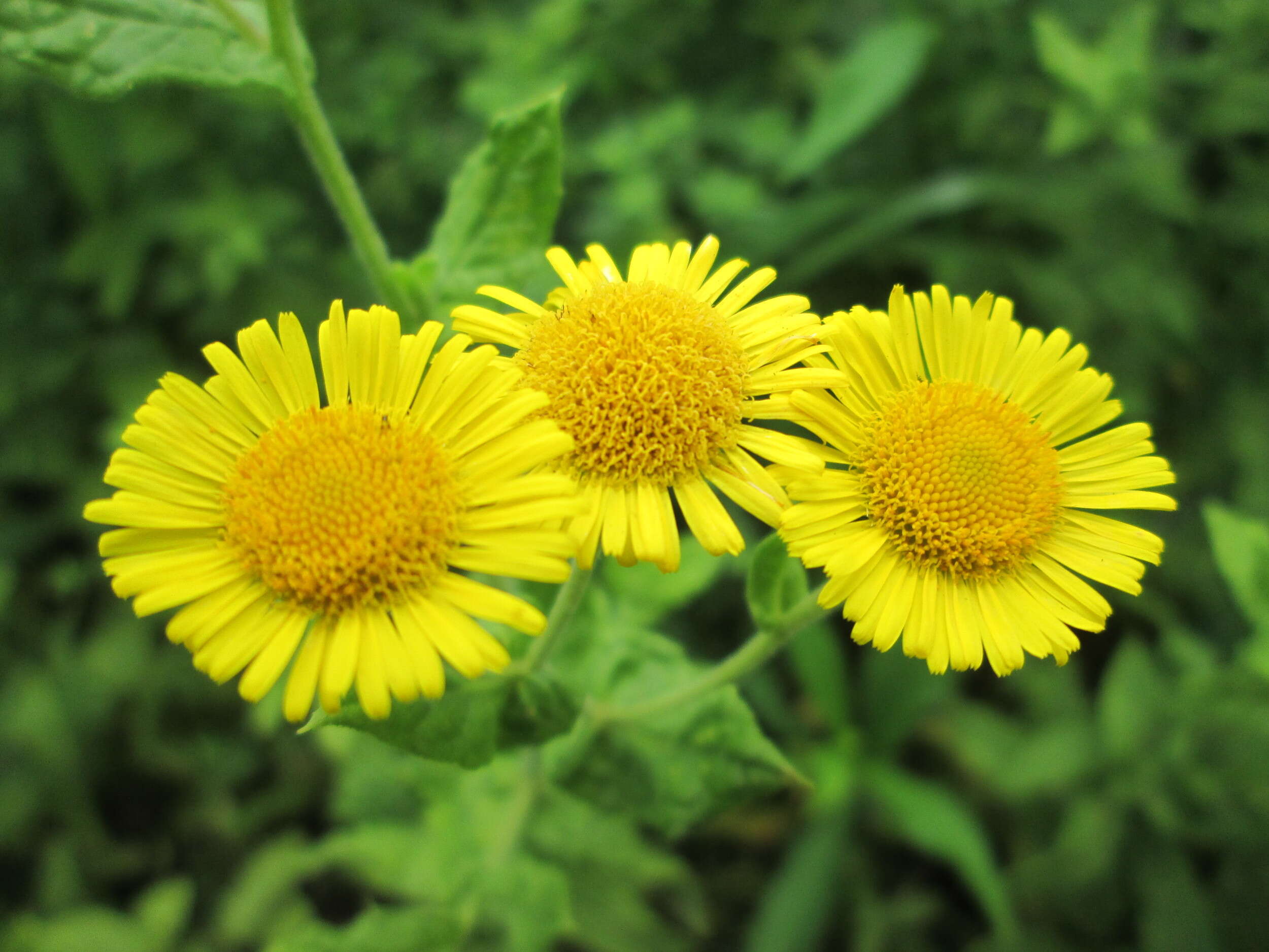 Image of common fleabane