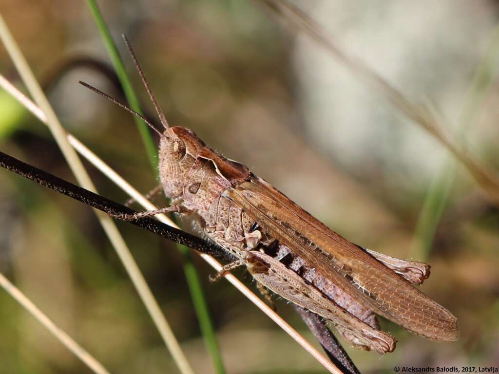 Image de Chorthippus (Glyptobothrus) bornhalmi Harz 1971