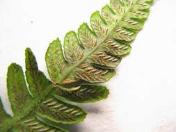 Image of Petersen's-Spleenwort