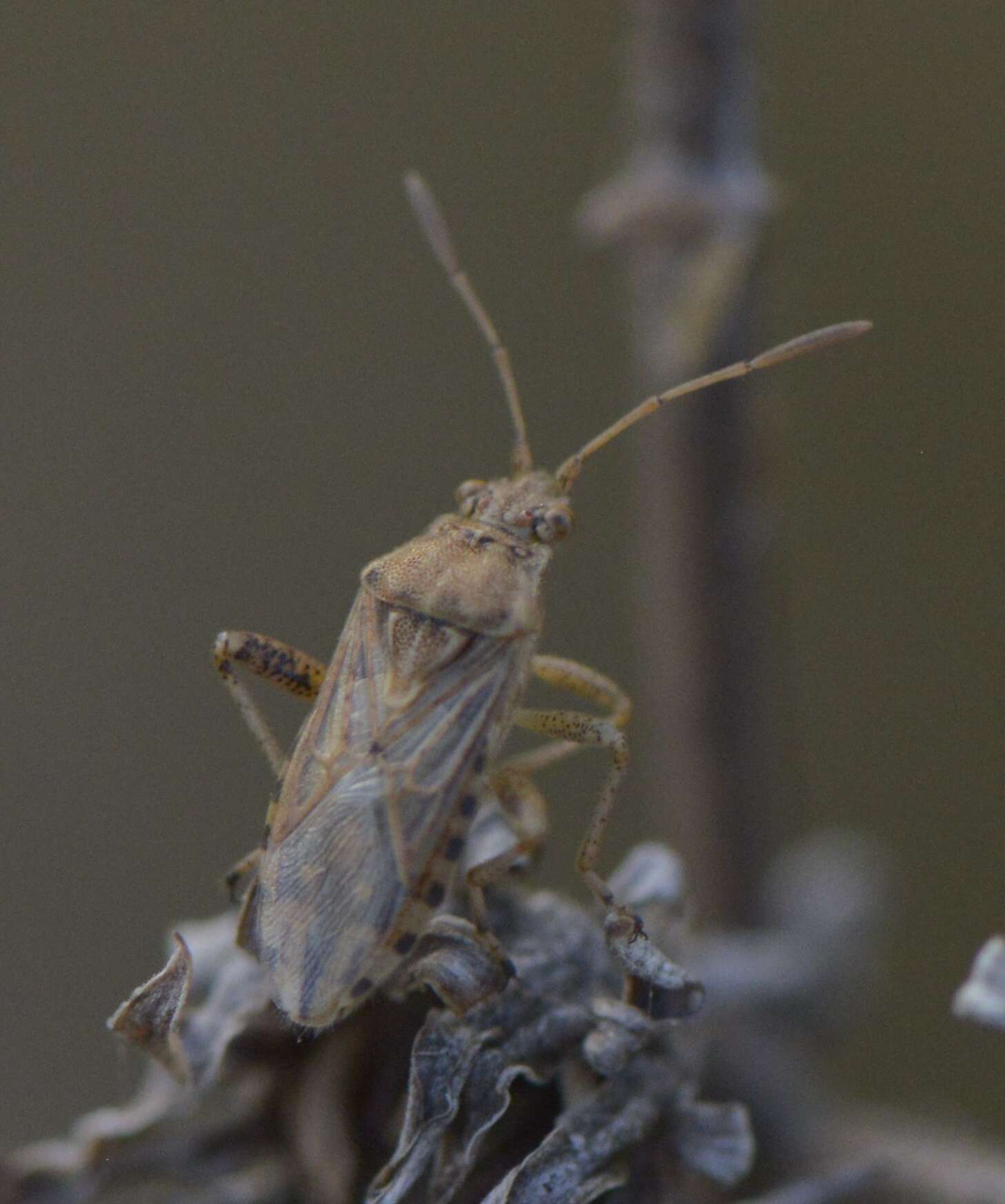 Image of scentless plant bugs