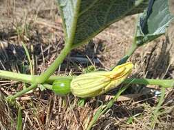 Image of field pumpkin