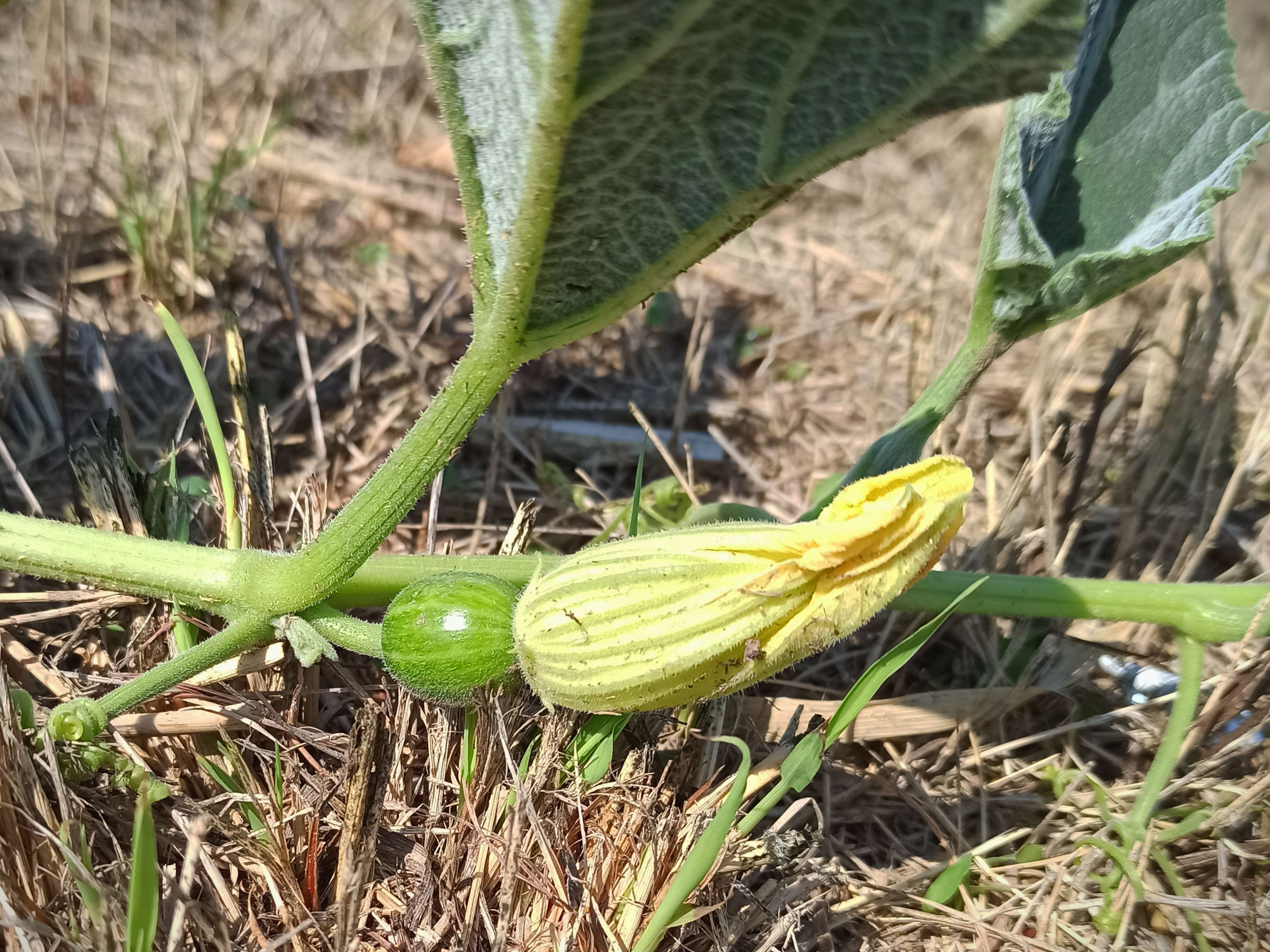 Image of field pumpkin