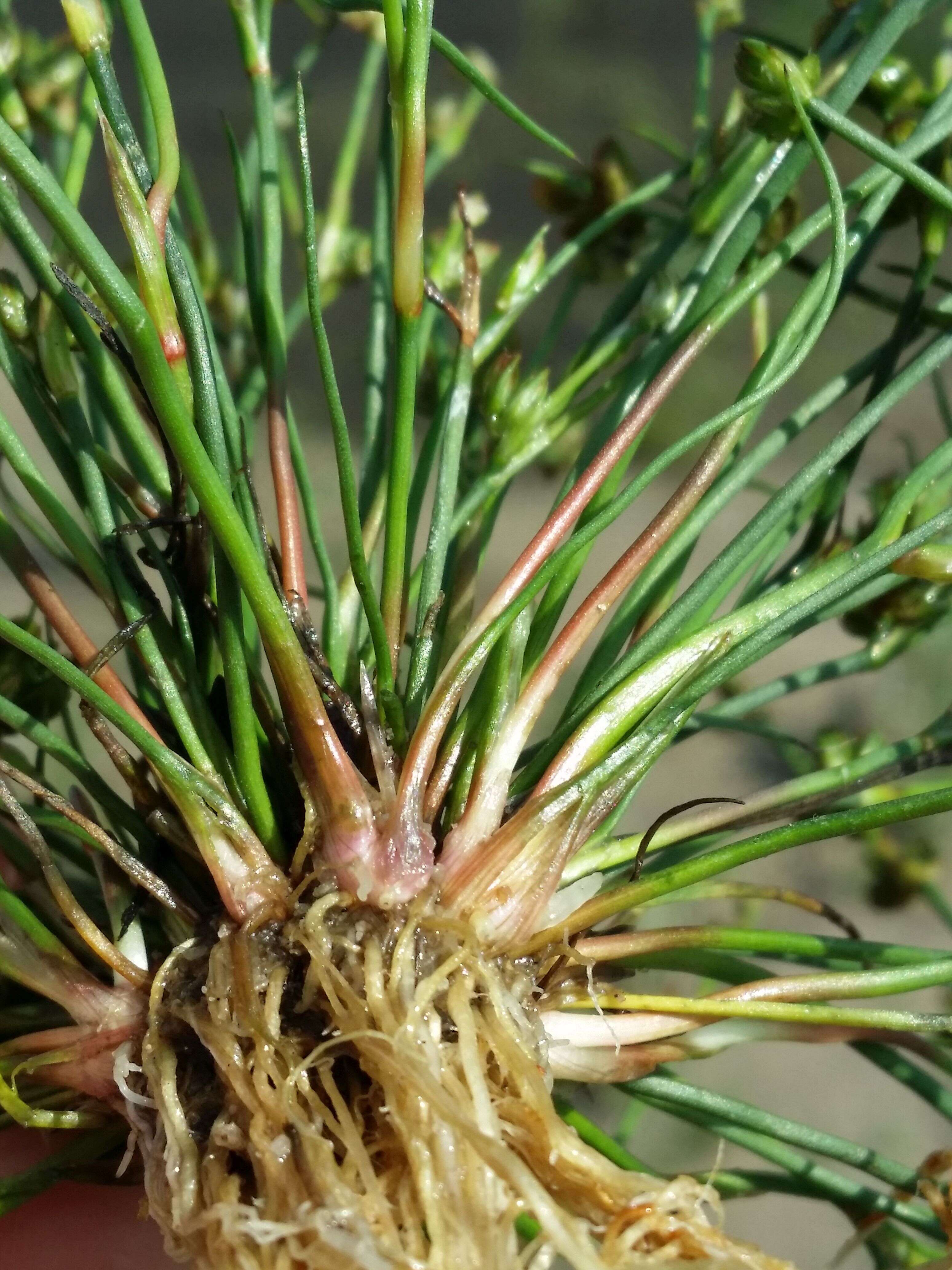 Juncus bulbosus L.的圖片