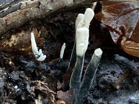 Image of Candle-snuff Fungus