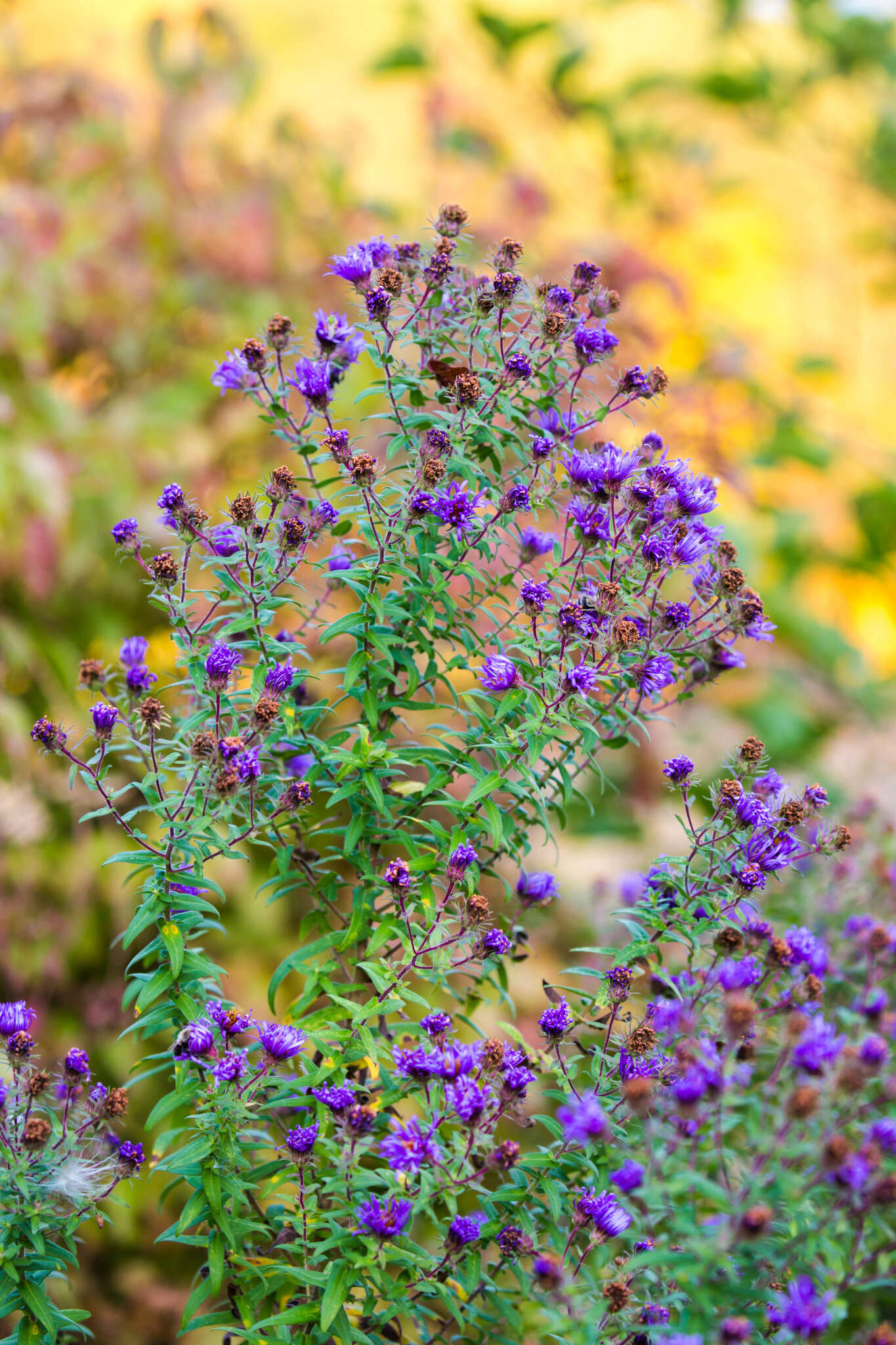 Image of Michaelmas daisy