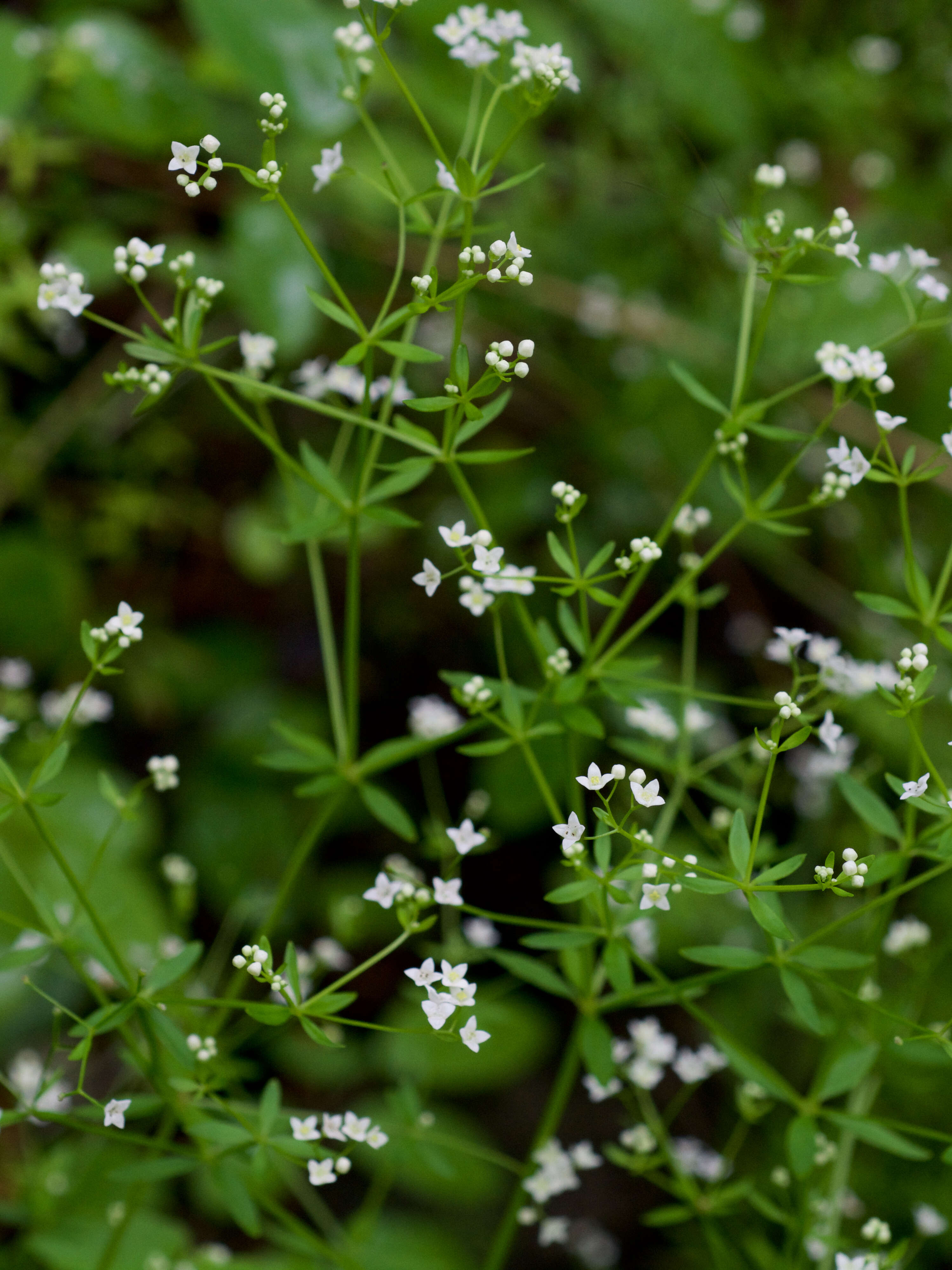 Image of Wild madder