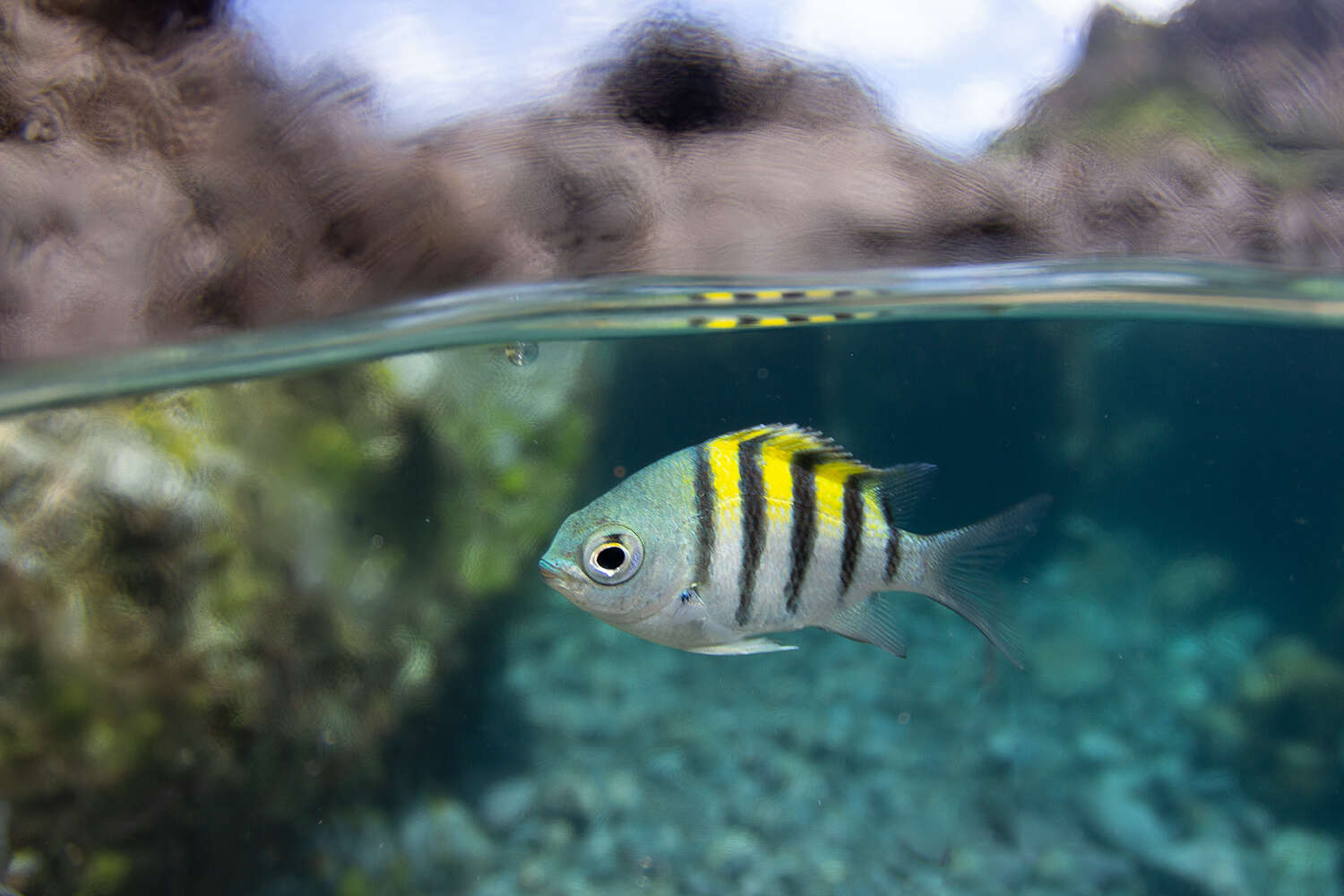 Image of Damsel Fish