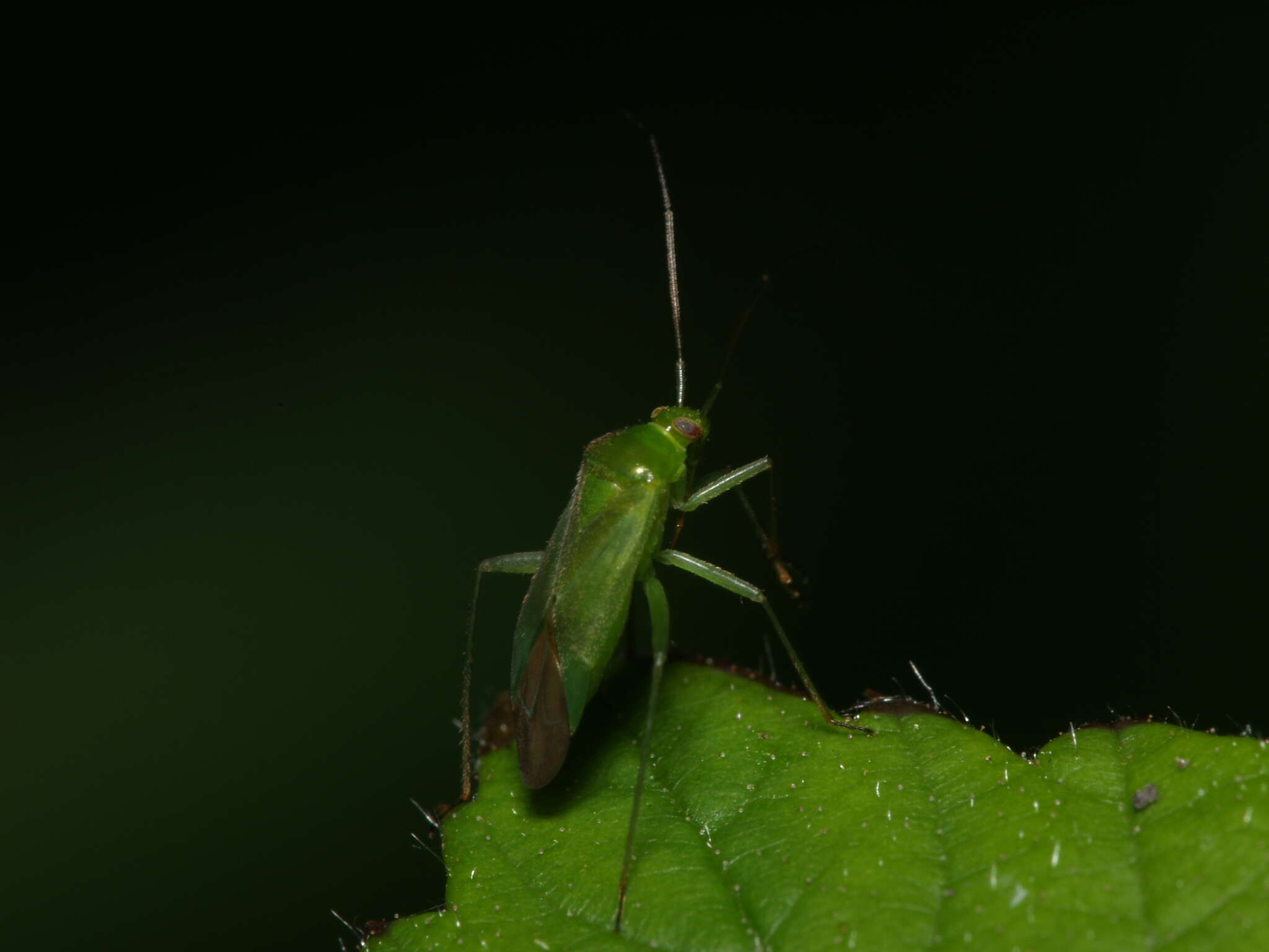 Image of Lygocoris