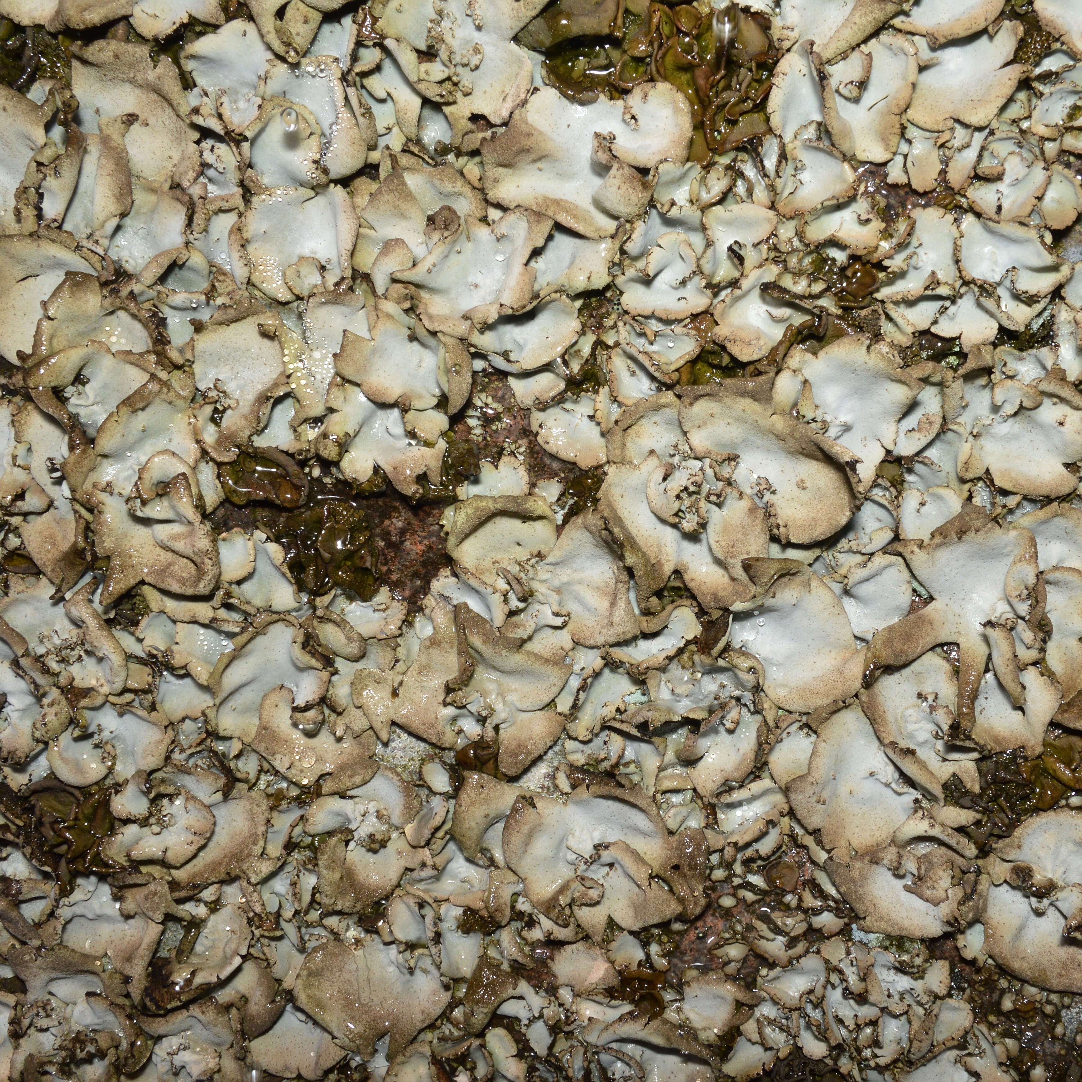 Image of Stippleback lichens